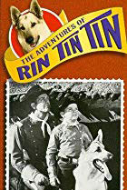 The Adventures of Rin Tin Tin