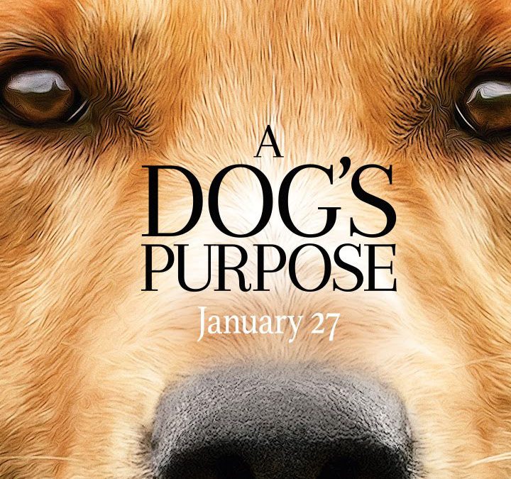 100 Dog Movies For You To Enjoy