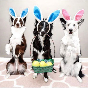 Dogs of Instagram Sporting Their Easter Outfits