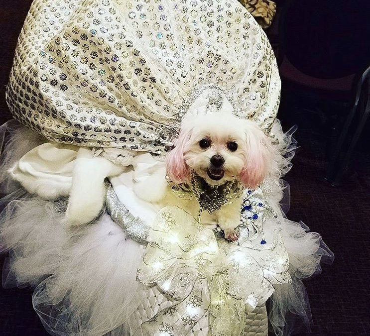 Glam And Glitz At The New York Pet Fashion Show