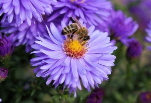 dog bee wasp stings