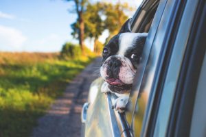 dog cars summer heat