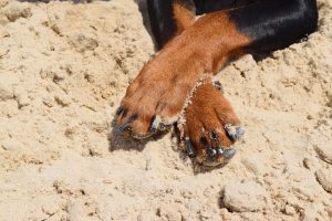 dog paws heat summer