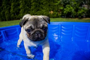 dog summer paddling pool