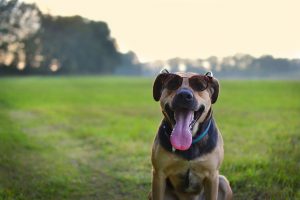 dog sunscreen