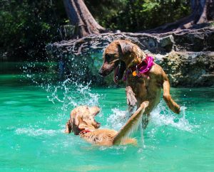 dog swimming water