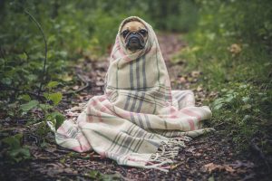 dogs shade