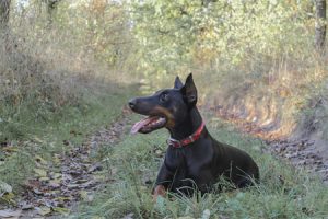 Doberman Pinscher