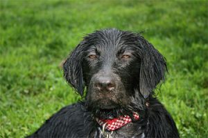 Flat-Coated Retriever