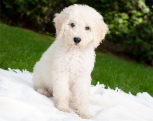 Labradoodle