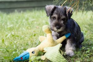 Miniature Schnauzer