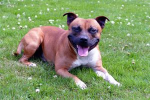 Staffordshire Bull Terrier