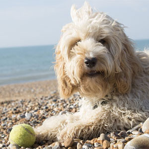 what is the most popular dog in england