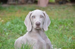 Weimaraner