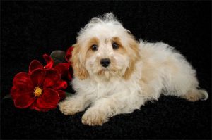 Cavachon