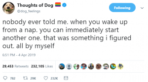 thoughts of dog 8