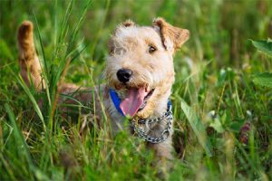 Welsh Terrier