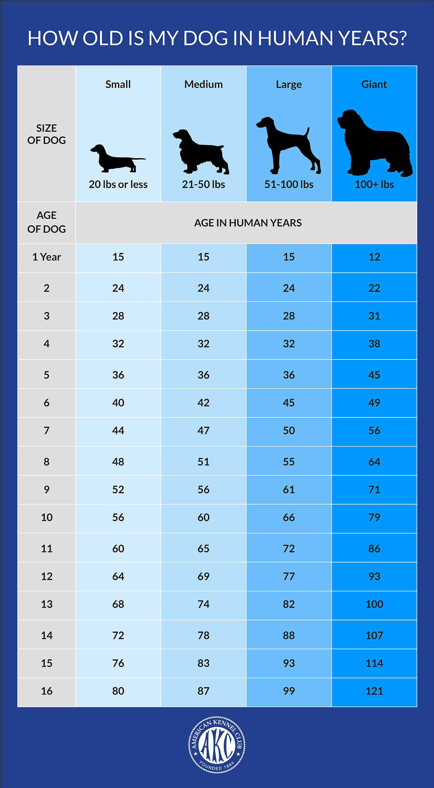 dog age in human years