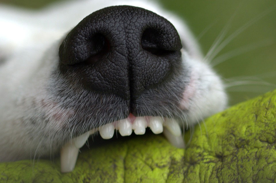 How To Keep Your Dog's Teeth Healthy