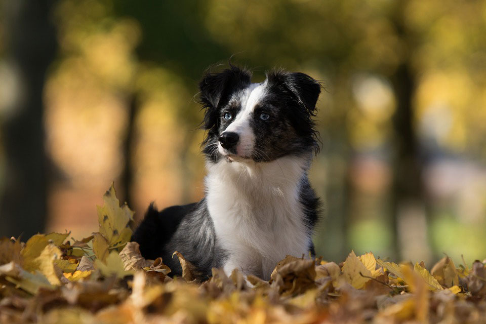 Autumn activities dog kennels Chesterfield