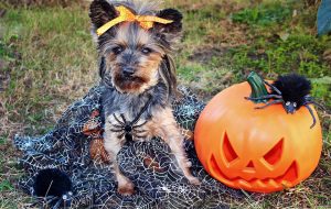 dog trick or treat Halloween