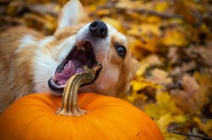 dog eat pumpkin