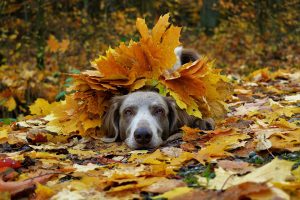 leaf pile jumping dog kennels Chesterfield