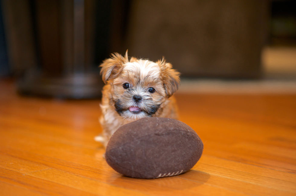 30 Tiny Puppies To Make Your Day