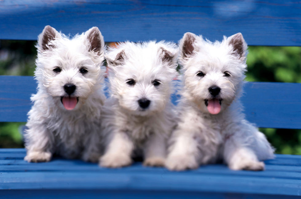 tiny puppy dog kennels Chesterfield