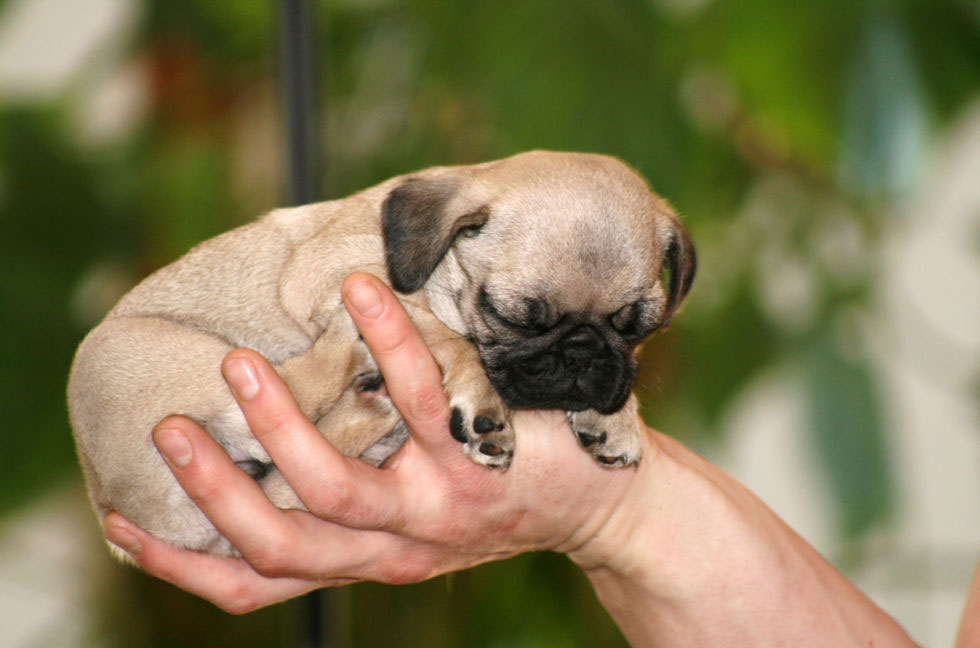 tiny puppy dog kennels Chesterfield