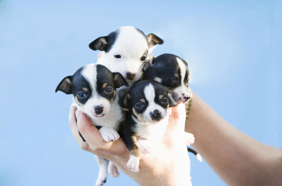 tiny puppy dog kennels Chesterfield