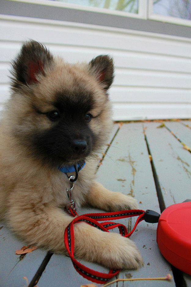 tiny puppy dog kennels Chesterfield