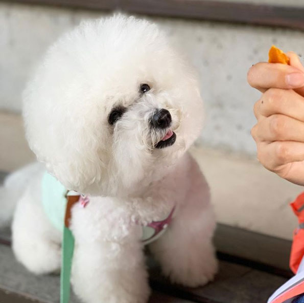 tiny puppy dog kennels Chesterfield