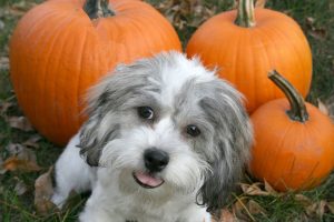 visit a pumpkin patch