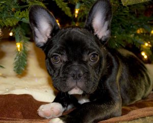 French Bulldog