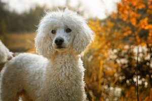 Standard Poodle