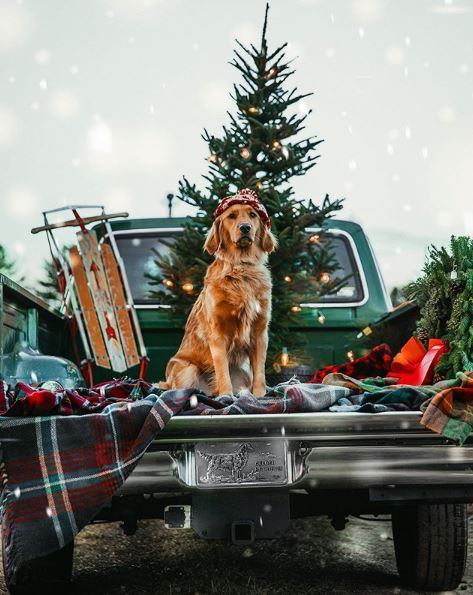 #christmasdogs – Dogs of Instagram Sporting Their Christmas Outfits