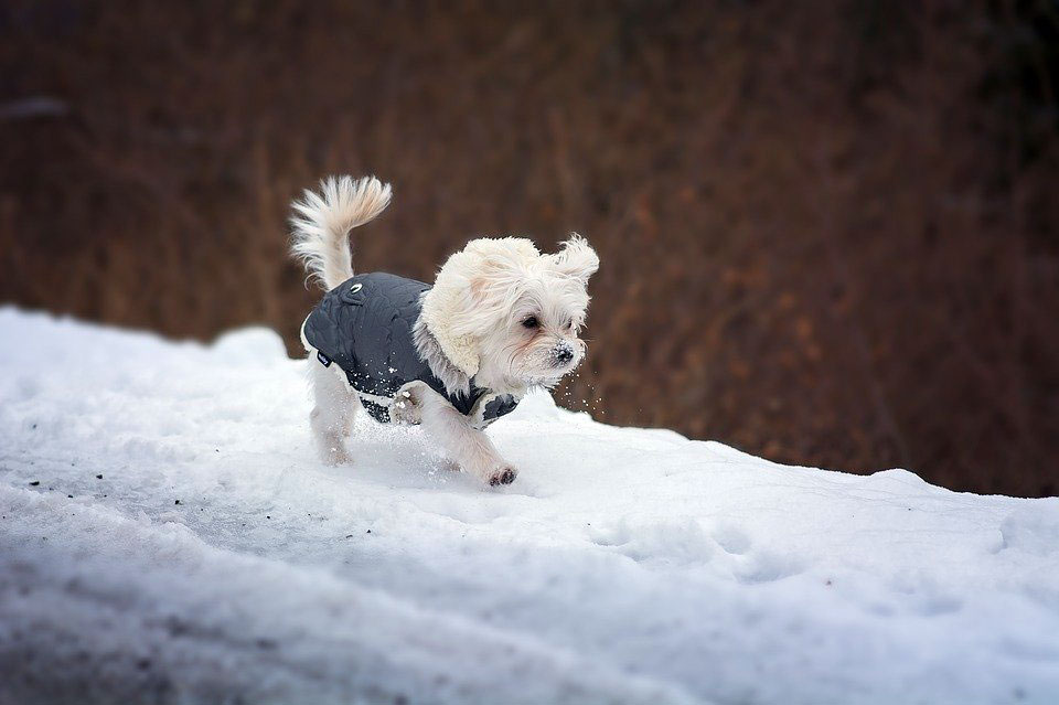 dog kennels Chesterfield winter dog tips