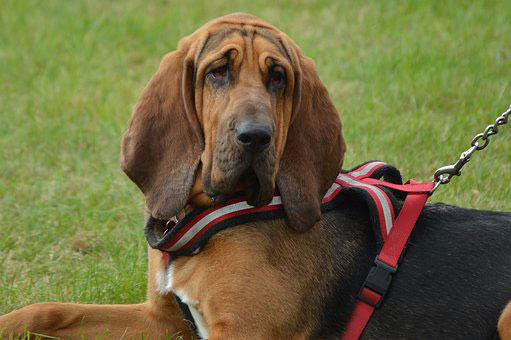 Vulnerable British And Irish Native Dog Breeds