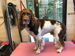 Dog Grooming at Dunston Lodge Chesterfield, Derbyshire, UK